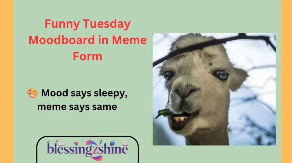 Funny Tuesday Moodboard in Meme Form