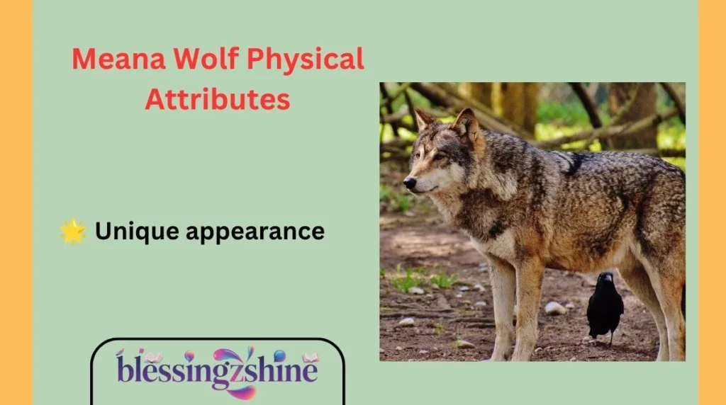 Meana Wolf Physical Attributes